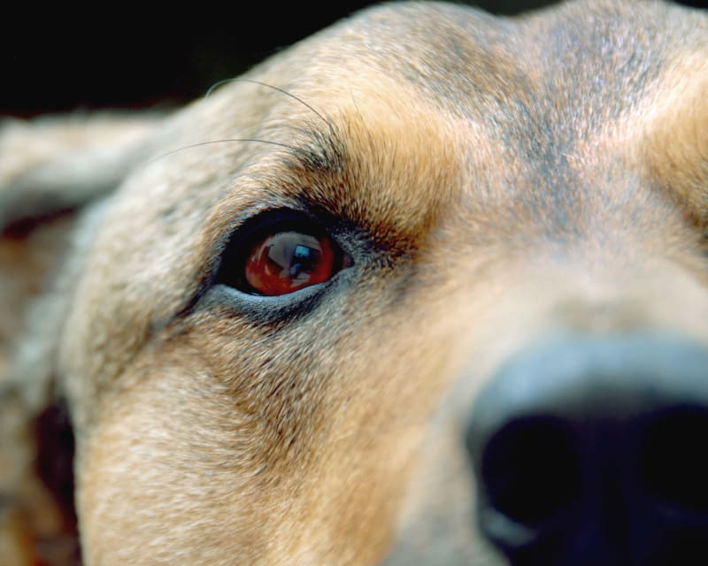Eye Problems in Pets, Hoquiam Veterinarians